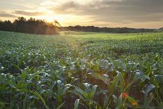 Soybean Field at Sundown-DWStock-Photographic Print