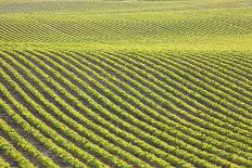 Soybean Field at Sundown-DWStock-Photographic Print