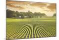 Photographic Print