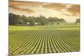 Photographic Print