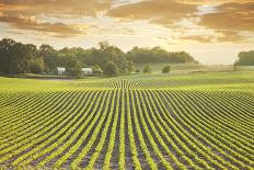 Soybean Field at Sundown-DWStock-Photographic Print