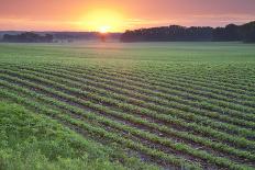 Soybean Field at Sundown-DWStock-Photographic Print