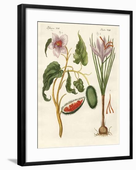 Dye Plants-null-Framed Giclee Print