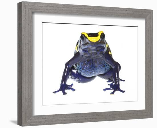 Dyeing Poison Frog (Dendrobates Tinctorius) Captive-Jp Lawrence-Framed Photographic Print