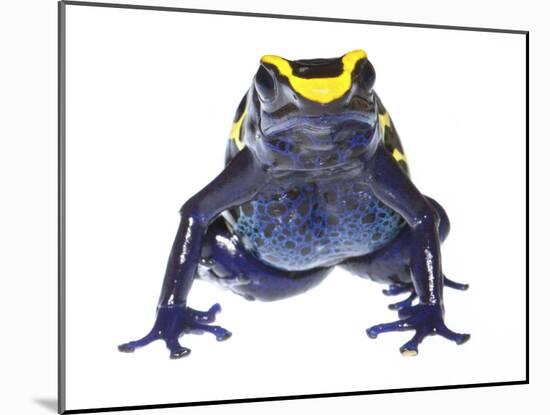 Dyeing Poison Frog (Dendrobates Tinctorius) Captive-Jp Lawrence-Mounted Photographic Print