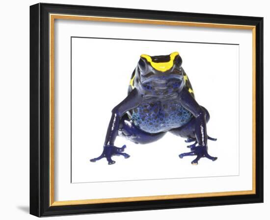 Dyeing Poison Frog (Dendrobates Tinctorius) Captive-Jp Lawrence-Framed Photographic Print