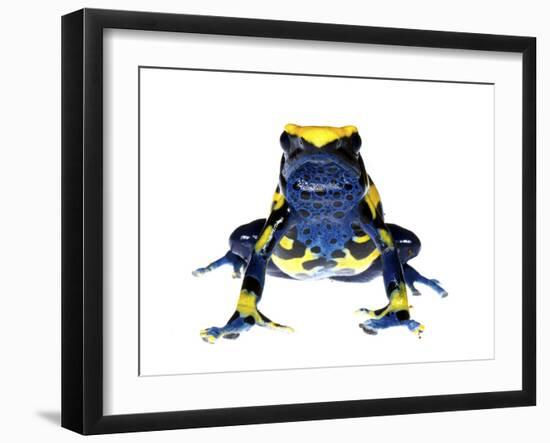 Dyeing Poison Frog (Dendrobates Tinctorius) Captive-Jp Lawrence-Framed Photographic Print