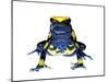 Dyeing Poison Frog (Dendrobates Tinctorius) Captive-Jp Lawrence-Mounted Photographic Print