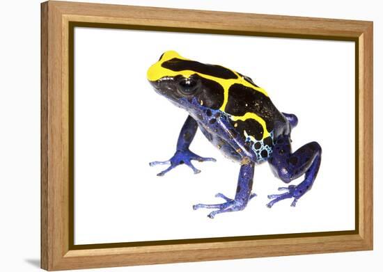 Dyeing Poison Frog (Dendrobates Tinctorius) The Kaw Mountains-Jp Lawrence-Framed Premier Image Canvas