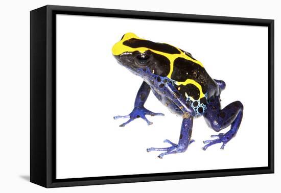 Dyeing Poison Frog (Dendrobates Tinctorius) The Kaw Mountains-Jp Lawrence-Framed Premier Image Canvas