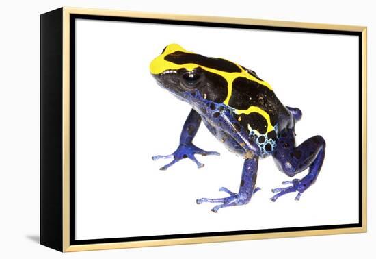Dyeing Poison Frog (Dendrobates Tinctorius) The Kaw Mountains-Jp Lawrence-Framed Premier Image Canvas