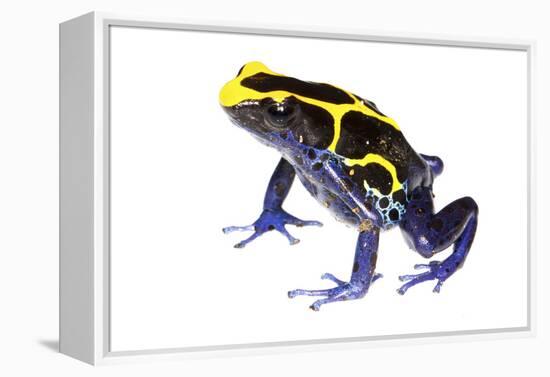 Dyeing Poison Frog (Dendrobates Tinctorius) The Kaw Mountains-Jp Lawrence-Framed Premier Image Canvas