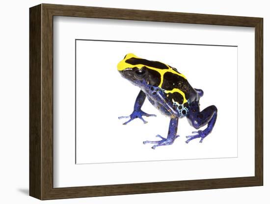 Dyeing Poison Frog (Dendrobates Tinctorius) The Kaw Mountains-Jp Lawrence-Framed Photographic Print