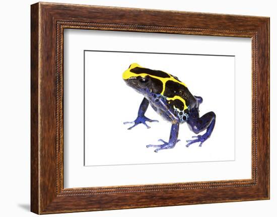 Dyeing Poison Frog (Dendrobates Tinctorius) The Kaw Mountains-Jp Lawrence-Framed Photographic Print