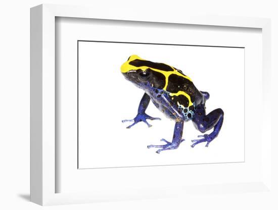 Dyeing Poison Frog (Dendrobates Tinctorius) The Kaw Mountains-Jp Lawrence-Framed Photographic Print