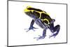 Dyeing Poison Frog (Dendrobates Tinctorius) The Kaw Mountains-Jp Lawrence-Mounted Photographic Print