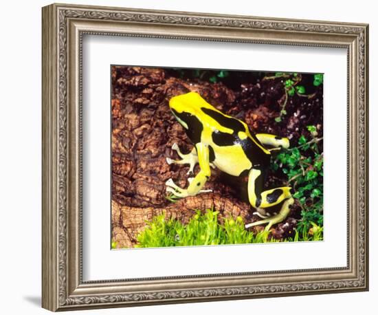 Dyeing Poison Frog, Surinam, Native to Guyana-David Northcott-Framed Photographic Print