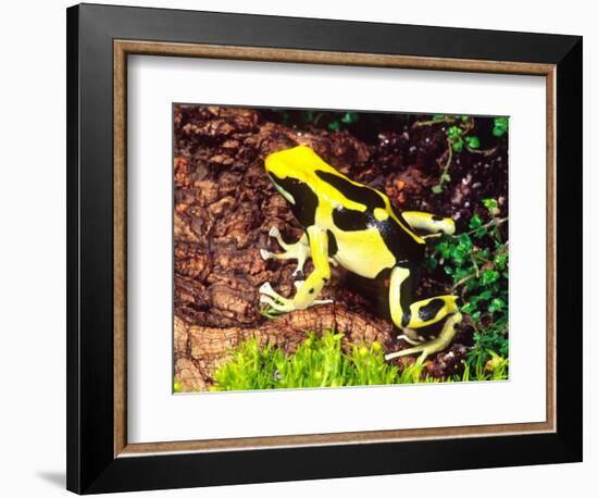 Dyeing Poison Frog, Surinam, Native to Guyana-David Northcott-Framed Photographic Print