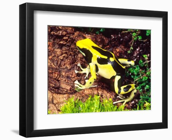 Dyeing Poison Frog, Surinam, Native to Guyana-David Northcott-Framed Photographic Print