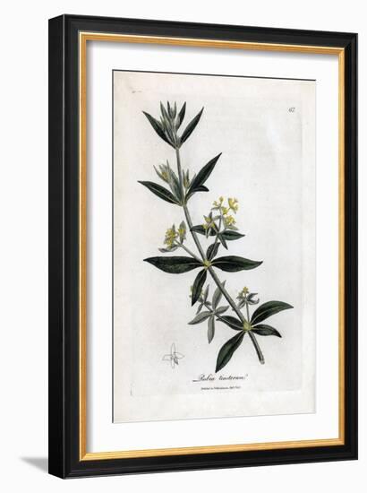 Dyer's Madder, Rubia Tinctorum. Handcoloured Copperplate Engraving from a Botanical Illustration By-James Sowerby-Framed Giclee Print