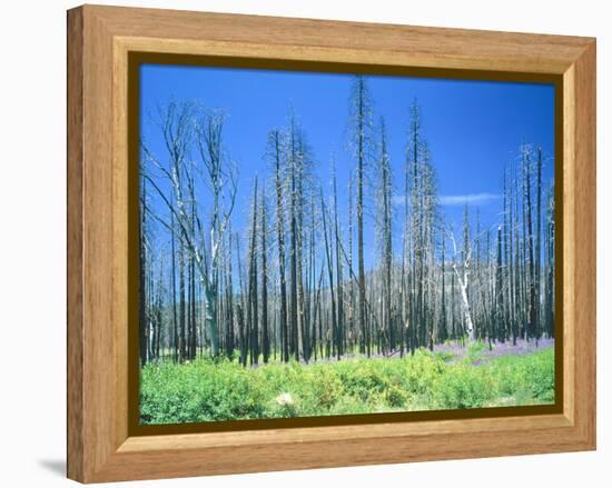 Dying forest in the Yosemite National Park, California, USA-Rainer Hackenberg-Framed Premier Image Canvas