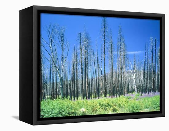 Dying forest in the Yosemite National Park, California, USA-Rainer Hackenberg-Framed Premier Image Canvas