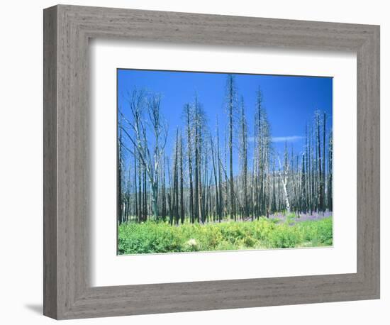 Dying forest in the Yosemite National Park, California, USA-Rainer Hackenberg-Framed Photographic Print