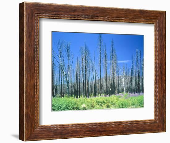 Dying forest in the Yosemite National Park, California, USA-Rainer Hackenberg-Framed Photographic Print