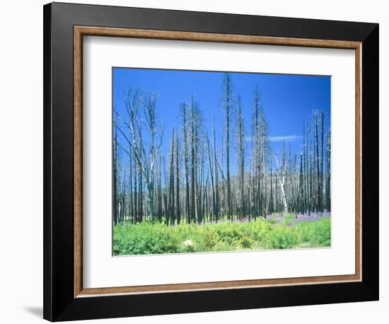 Dying forest in the Yosemite National Park, California, USA-Rainer Hackenberg-Framed Photographic Print