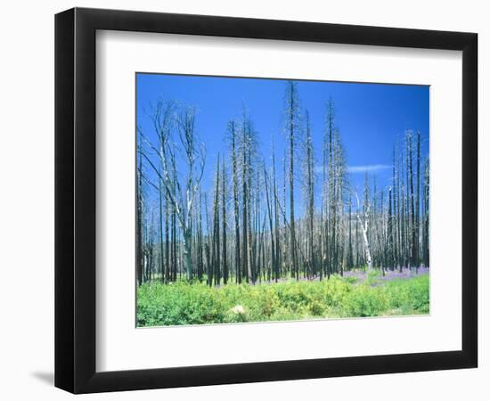 Dying forest in the Yosemite National Park, California, USA-Rainer Hackenberg-Framed Photographic Print