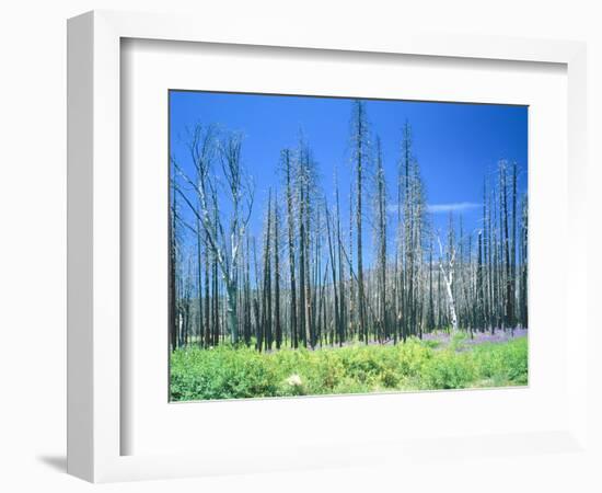 Dying forest in the Yosemite National Park, California, USA-Rainer Hackenberg-Framed Photographic Print