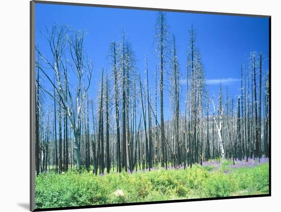 Dying forest in the Yosemite National Park, California, USA-Rainer Hackenberg-Mounted Photographic Print