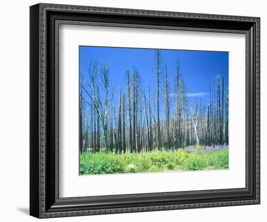 Dying forest in the Yosemite National Park, California, USA-Rainer Hackenberg-Framed Photographic Print