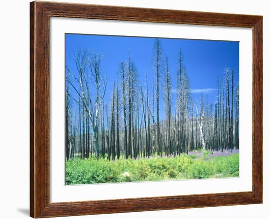 Dying forest in the Yosemite National Park, California, USA-Rainer Hackenberg-Framed Photographic Print