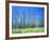 Dying forest in the Yosemite National Park, California, USA-Rainer Hackenberg-Framed Photographic Print