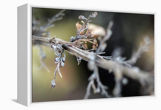 Dying Plant in Macro View-null-Framed Stretched Canvas