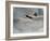 Dying Swan-Susan Adams-Framed Giclee Print