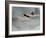 Dying Swan-Susan Adams-Framed Giclee Print