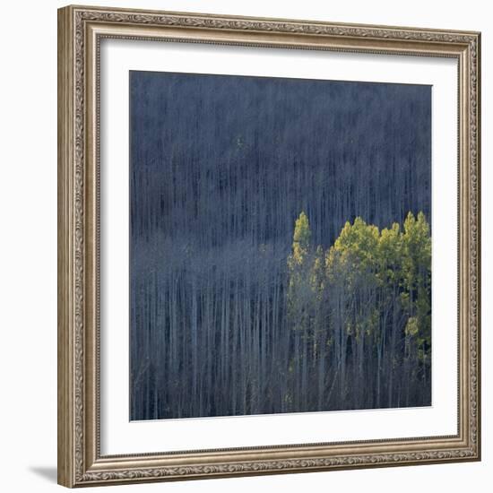Dying Trees in Forest-Micha Pawlitzki-Framed Photographic Print