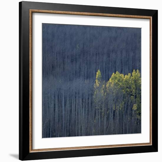 Dying Trees in Forest-Micha Pawlitzki-Framed Photographic Print