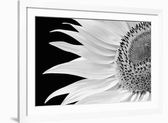 Dynamic Flower-Markus Lange-Framed Giclee Print