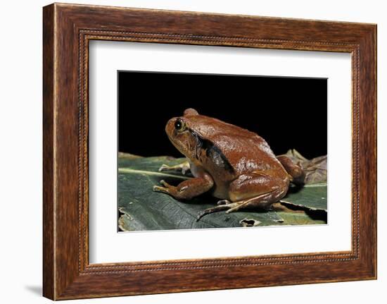 Dyscophus Antongilii (Madagascar Tomato Frog)-Paul Starosta-Framed Photographic Print