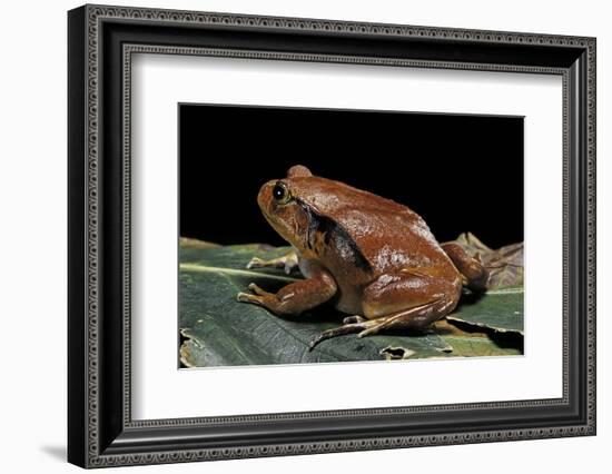 Dyscophus Antongilii (Madagascar Tomato Frog)-Paul Starosta-Framed Photographic Print