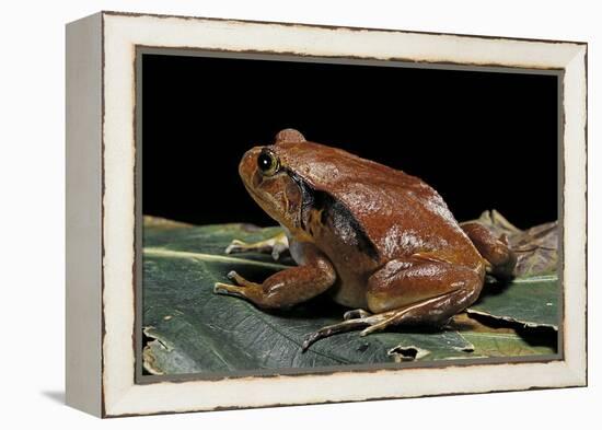 Dyscophus Antongilii (Madagascar Tomato Frog)-Paul Starosta-Framed Premier Image Canvas