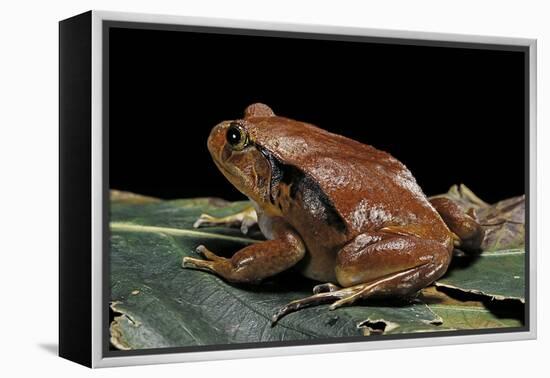 Dyscophus Antongilii (Madagascar Tomato Frog)-Paul Starosta-Framed Premier Image Canvas