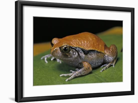 Dyscophus Guineti (False Tomato Frog)-Paul Starosta-Framed Photographic Print