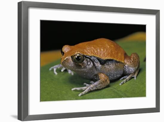 Dyscophus Guineti (False Tomato Frog)-Paul Starosta-Framed Photographic Print