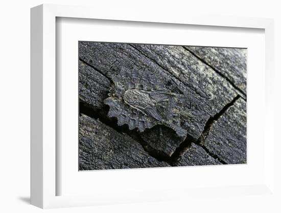 Dysodius Lunatus (Lunate Flatbug)-Paul Starosta-Framed Photographic Print