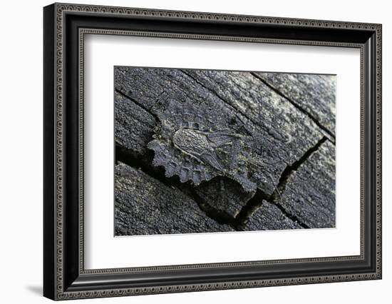 Dysodius Lunatus (Lunate Flatbug)-Paul Starosta-Framed Photographic Print