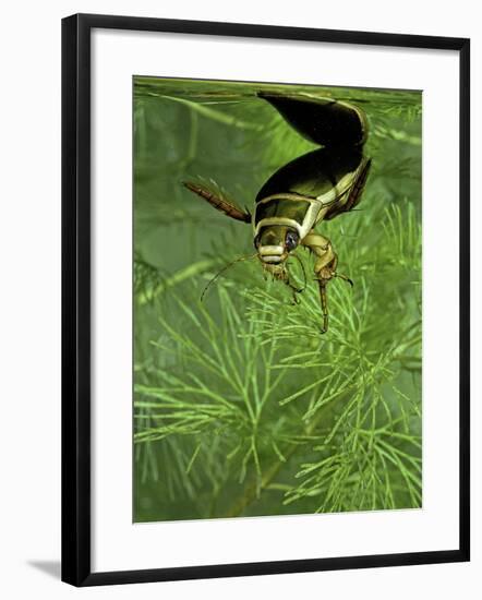 Dytiscus Marginalis (Great Diving Beetle)-Paul Starosta-Framed Photographic Print